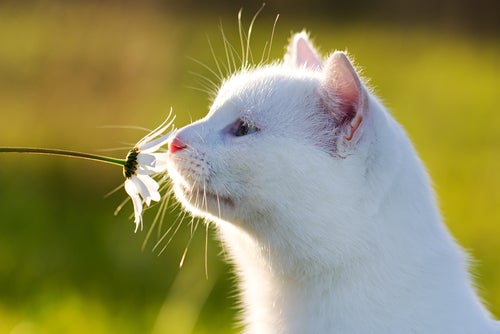Trucs om katten uit de buurt van planten te houden
