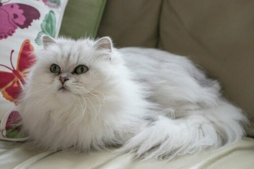 De Chantilly: lees hier meer over dit kattenras