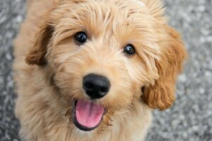 De Goldendoodle: informatie over dit ras
