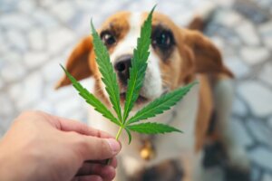 Wist je dat dieren verslaafd kunnen raken aan bepaalde stoffen?
