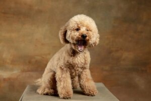 De Maltipoo: alles over dit hondenras