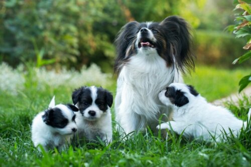 Wat moet ik doen als mijn hond haar pups mist?