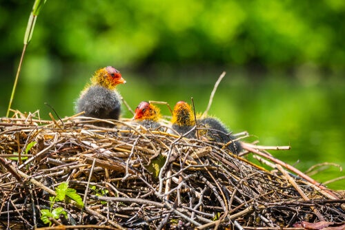 Wat moet ik doen als ik een verlaten nest vind?