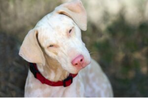 De albino-dobermann: alles over dit ras