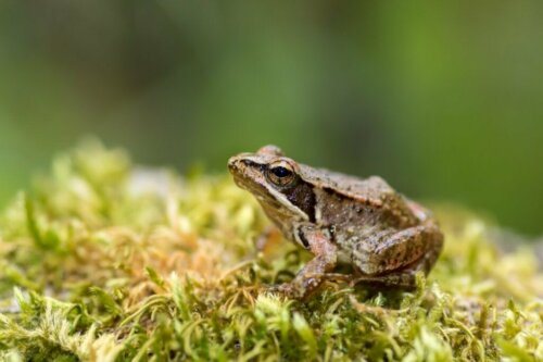 De Spaanse beekkikker: habitat en kenmerken