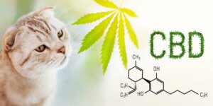 CBD bij katten: veiligheid en gebruik