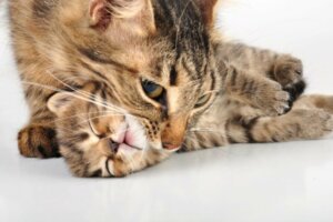 Waarom verplaatsen katten hun kittens steeds?