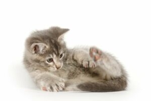 Waarom ruiken katten aan hun anus?