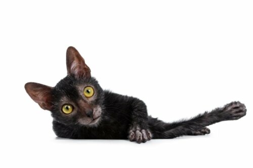 De lykoi of wolfkat: alles over dit ras