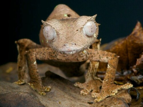 10 reptielen die je beter niet kunt houden als je een beginner bent