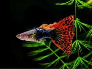 12 geschikte vissen voor beginners