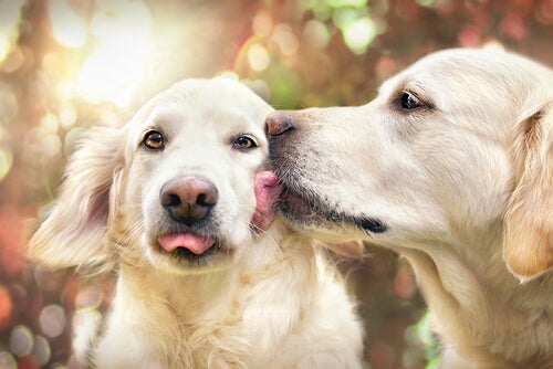 Waarom likken sommige honden obsessief andere honden?