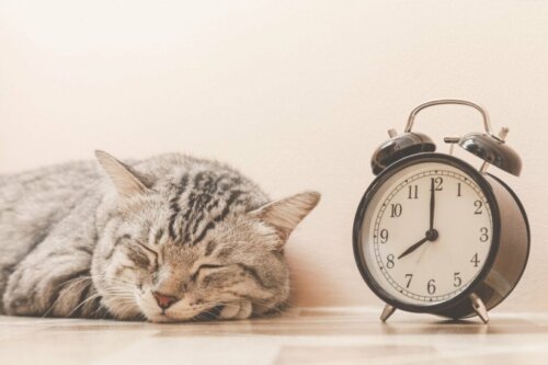 10 tips om het leven van je kat te verbeteren en te verlengen