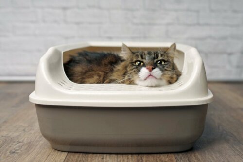 Waarom begraven katten hun uitwerpselen?