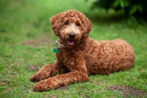 De labradoodle: kenmerken en verzorging