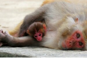 Verschillen tussen levendbarende dieren en zoogdieren