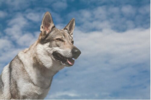 Welk voer geef je een Tsjecho-Slowaakse wolfhond?
