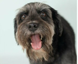 De schnocker: alles over dit ras