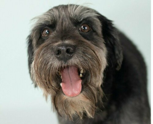 De schnocker: alles over dit ras