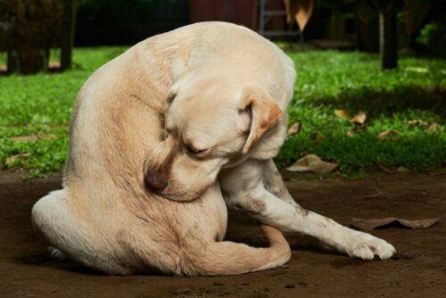 De beste vlooienpillen voor honden