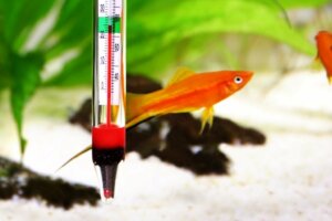 Wat is de ideale temperatuur van een zoetwateraquarium?