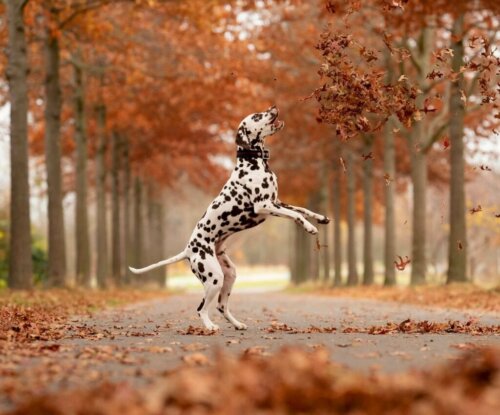 Informatie over hoe je voor een dalmatiër moet zorgen