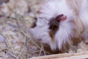 Kenmerken en verzorging van het cavia-ras coronet