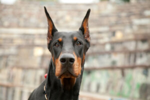 6 tips om een dobermann te trainen