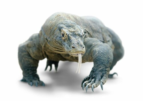 Waarom is een beet van een komodovaraan gevaarlijk?