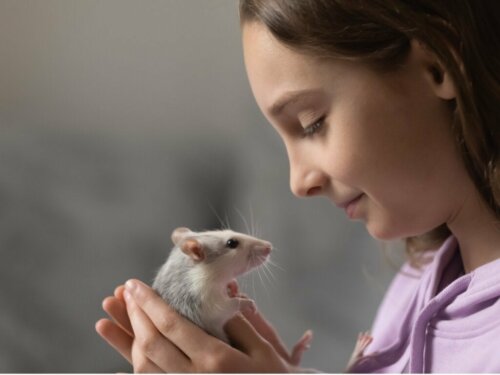 Hoe kun je het beste voor een tamme rat zorgen?