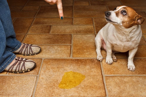 Tips om geur van hondenurine te elimineren