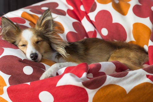 Hoe je een hond kunt laten wennen aan alleen slapen
