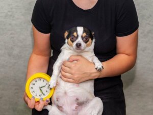 9 tekenen dat een hond op het punt staat te bevallen