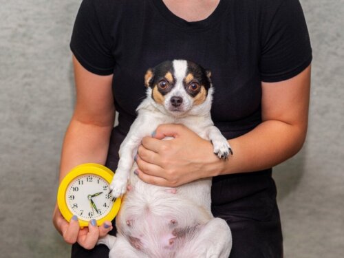 9 tekenen dat een hond op het punt staat te bevallen