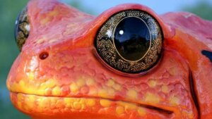 De tomaatkikker: habitat en kenmerken