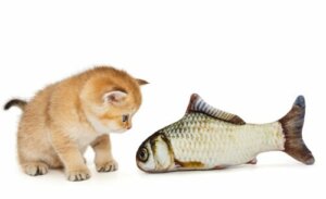 Grappige verhalen over katten