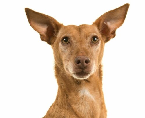 De podenco canario: alles over dit ras