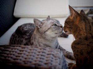 Lichamelijke veranderingen bij katten na castratie
