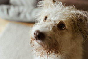 Soorten oogafscheiding bij honden