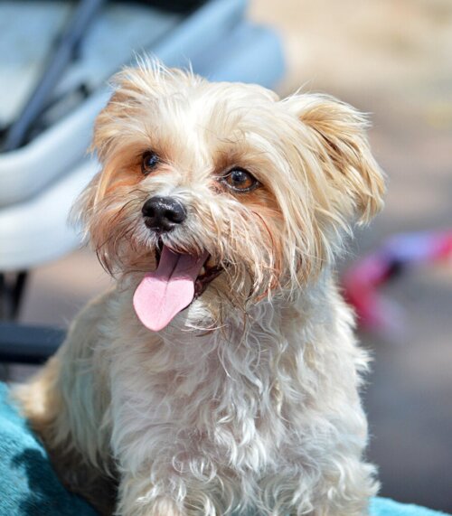 De morkie: alles over dit ras
