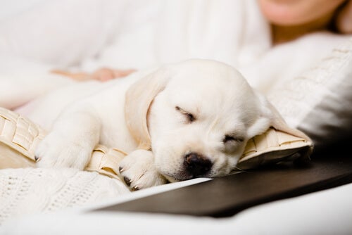 Wat kun je doen als je puppy 's nachts jankt?