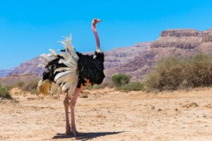 De 5 grootste vogels ter wereld