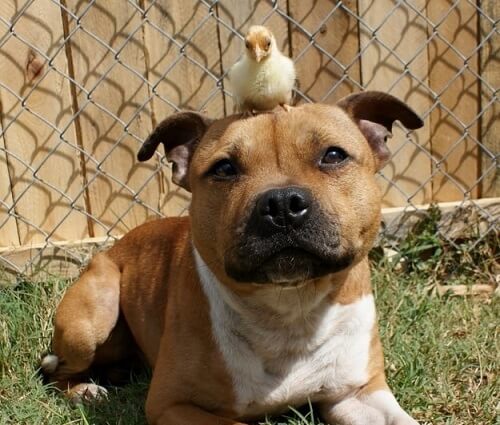 Meer informatie over het karakter van een pitbull