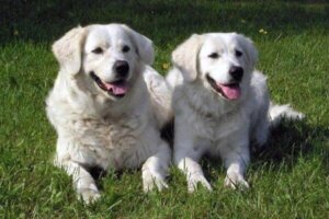 Slowaakse cuvac: alles over dit ras