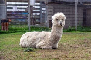 Hoe zie je het verschil tussen een lama en een alpaca?