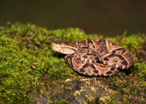 De gevaarlijkste dieren in Latijns Amerika