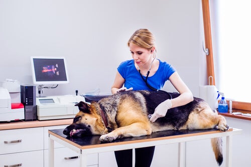3 natuurlijke remedies om de spijsvertering van je hond te bevorderen