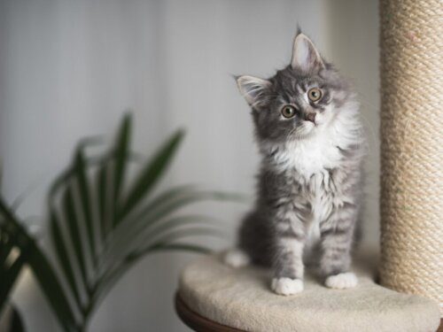 5 kattenrassen die niet te groot worden