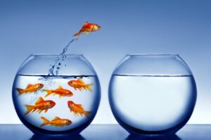 Kunnen vissen verdrinken?