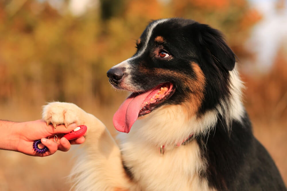 Kunnen honden onderscheid maken tussen verschillende talen?
